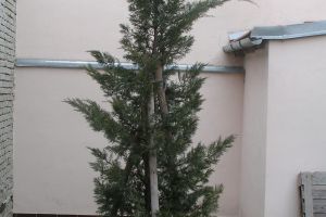 Vysadba Vzrostlych Jehlicin 01